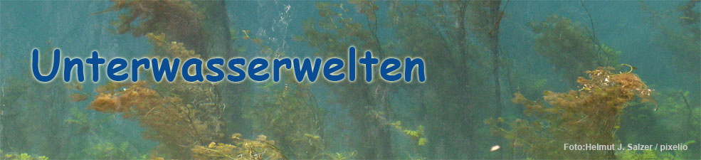 Mrchenwelt Bergsee - unterwasserwelten.awm.at